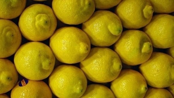 A ver si guardamos distancia: En medio de la cuarentena, comenzó la cosecha de limón