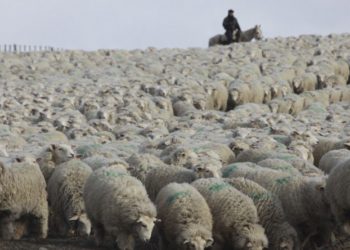 Chubut insólito: Con la excusa del Coronavirus, no dejan ingresar comparsas de esquila de otras provincias