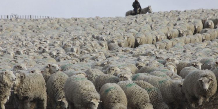 Chubut insólito: Con la excusa del Coronavirus, no dejan ingresar comparsas de esquila de otras provincias