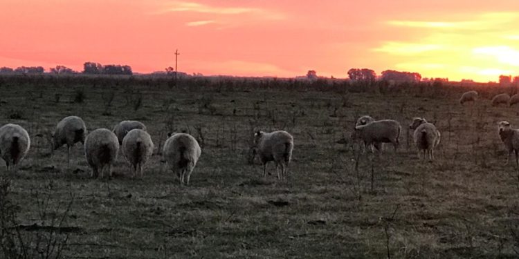 ¿Por qué no crece el consumo de carne ovina? Para Roberto Boffi, “es difícil organizar productores con majadas que no logran siquiera llenar un camión”