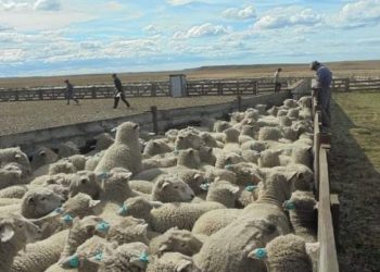 ¿Por qué no crece el consumo de carne ovina? Para Roberto Boffi, “es difícil organizar productores con majadas que no logran siquiera llenar un camión”