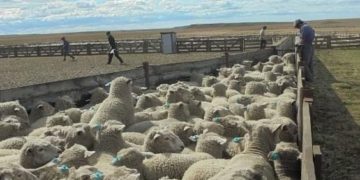 ¿Por qué no crece el consumo de carne ovina? Para Roberto Boffi, “es difícil organizar productores con majadas que no logran siquiera llenar un camión”