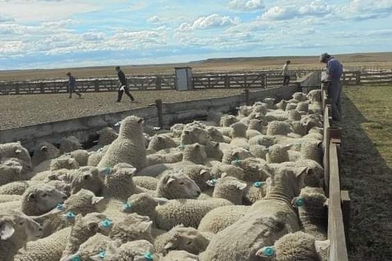 ¿Por qué no crece el consumo de carne ovina? Para Roberto Boffi, “es difícil organizar productores con majadas que no logran siquiera llenar un camión”