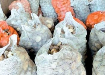 Un intendente catamarqueño pone en peligro la oferta de papa primicia de la primavera