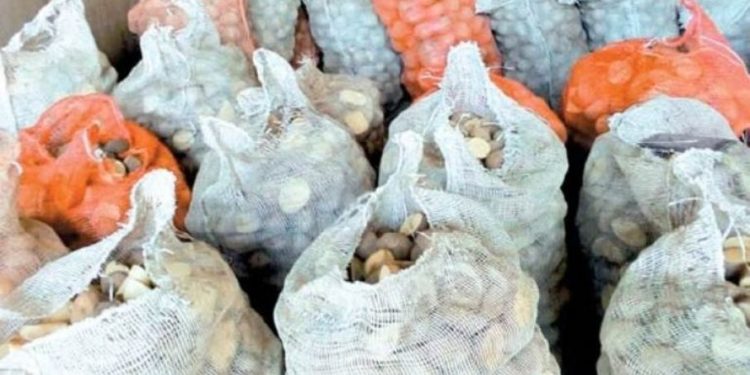 Un intendente catamarqueño pone en peligro la oferta de papa primicia de la primavera