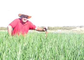 Pedro Sensini, de Villarino, vivió la gran crisis del ajo en los años 80 y teme que ahora se repita con la cebolla