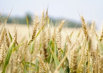 Según la Bolsa de Cereales, la próxima siembra de trigo podría sostenerse y hasta crecer