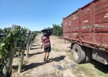 Claudio Giusti explica por que un productor no disfruta cosechar el mejor malbec del mundo: No sabe cuánto cobrará ni si cubrirá sus costos