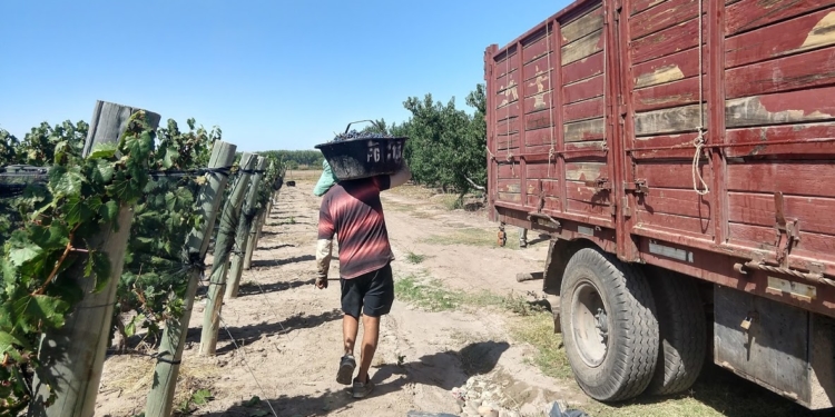 Claudio Giusti explica por que un productor no disfruta cosechar el mejor malbec del mundo: No sabe cuánto cobrará ni si cubrirá sus costos