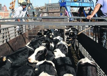 A pesar de la pandemia, Uruguay logra mantener sus embarques de ganado en pie