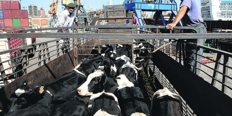 A pesar de la pandemia, Uruguay logra mantener sus embarques de ganado en pie