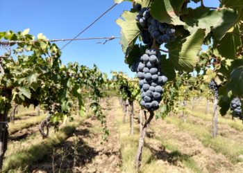 Juan Carlos Amar lleva una vida entre viñedos: “Hace tres años que la vendimia no es una fiesta”, se lamenta