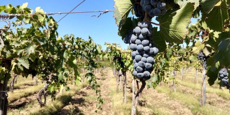 Juan Carlos Amar lleva una vida entre viñedos: “Hace tres años que la vendimia no es una fiesta”, se lamenta