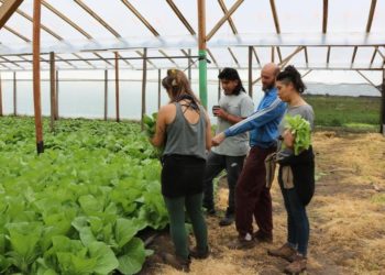 En tiempos de coronavirus, crece el delivery de verduras orgánicas y bolsones agroecológicos