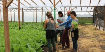 En tiempos de coronavirus, crece el delivery de verduras orgánicas y bolsones agroecológicos