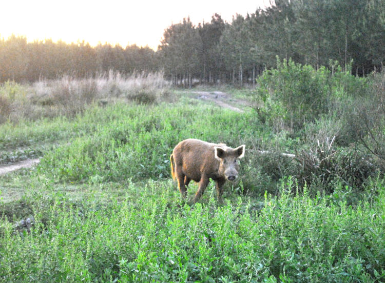 Gustavo Aparicio apoya la captura del jabalí: “El chancho salvaje es un grave problema tanto para el productor como para la vida silvestre”