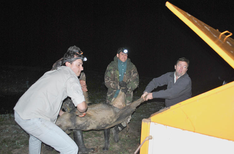 Gustavo Aparicio apoya la captura del jabalí: “El chancho salvaje es un grave problema tanto para el productor como para la vida silvestre”