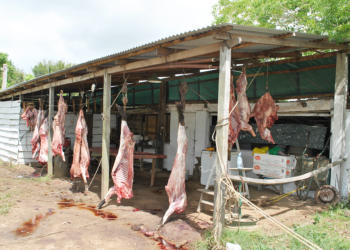 Gustavo Aparicio apoya la captura del jabalí: “El chancho salvaje es un grave problema tanto para el productor como para la vida silvestre”