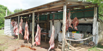 Gustavo Aparicio apoya la captura del jabalí: “El chancho salvaje es un grave problema tanto para el productor como para la vida silvestre”