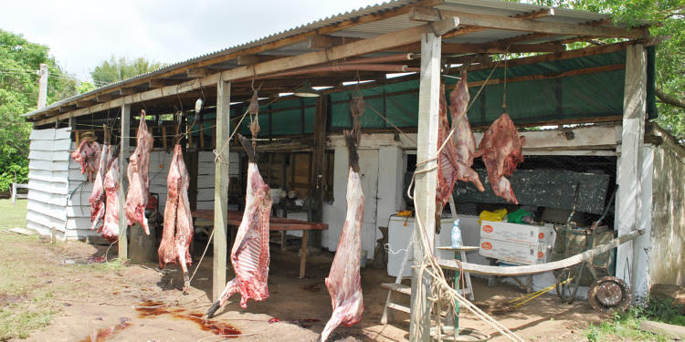 Gustavo Aparicio apoya la captura del jabalí: “El chancho salvaje es un grave problema tanto para el productor como para la vida silvestre”