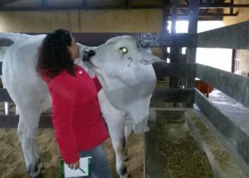 Sandra relata el potente crecimiento de la ganadería en Bolivia, donde en 2019 lograron récord de exportación de carne