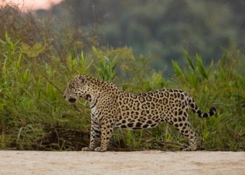 Agustín trabaja para mejorar la “ambigua relación” entre los productores y el yaguareté