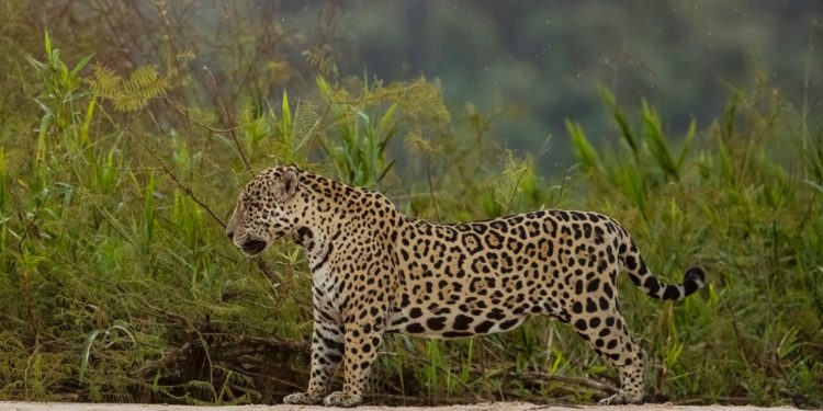 Agustín trabaja para mejorar la “ambigua relación” entre los productores y el yaguareté