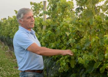 Jorge Riehme hace vino y nuez pecán en Urdinarrain: “Creo en la agroecología y en hacer primero nosotros lo que le exigimos a otros”