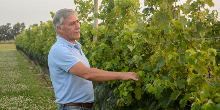 Jorge Riehme hace vino y nuez pecán en Urdinarrain: “Creo en la agroecología y en hacer primero nosotros lo que le exigimos a otros”