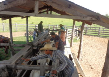 Sandra relata el potente crecimiento de la ganadería en Bolivia, donde en 2019 lograron récord de exportación de carne