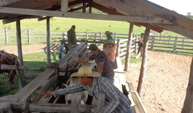 Sandra relata el potente crecimiento de la ganadería en Bolivia, donde en 2019 lograron récord de exportación de carne