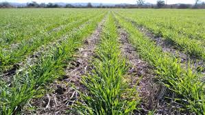 Vale doble: Desde INTA ven un buen año para hacer trigo y luego soja de segunda