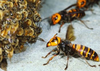 Luis Fortich cuenta todo sobre el avispón gigante asiático: “Es justificado el temor de los apicultores”, advierte