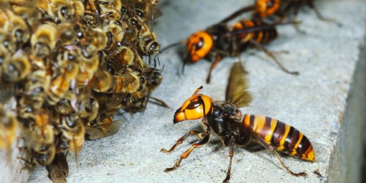 Luis Fortich cuenta todo sobre el avispón gigante asiático: “Es justificado el temor de los apicultores”, advierte