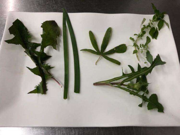 Sabores y saberes: Ariel Ruiz, cocinero insignia de Villa Ángela, usa de ingredientes los yuyos de monte y hasta las frutas preferidas de las víboras