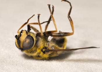 Las denuncias por la desaparición de las abejas llegaron hasta la Comisión Internacional de Derechos Humanos