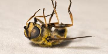 Las denuncias por la desaparición de las abejas llegaron hasta la Comisión Internacional de Derechos Humanos