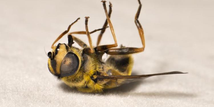 Las denuncias por la desaparición de las abejas llegaron hasta la Comisión Internacional de Derechos Humanos