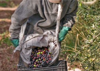 Mal año para el olivo: La cosecha para aceituna de mesa y aceite caería cerca de 30%