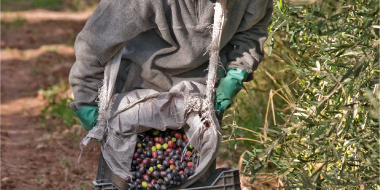 Mal año para el olivo: La cosecha para aceituna de mesa y aceite caería cerca de 30%