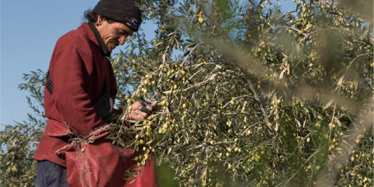 Mal año para el olivo: La cosecha para aceituna de mesa y aceite caería cerca de 30%