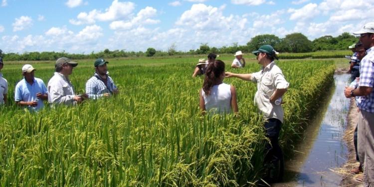 Betiana Bel es productora de arroz en Corrientes: “Algunos trabajan a pérdida, pero el costo de parar es muy alto por toda la infraestructura que demanda el cultivo”