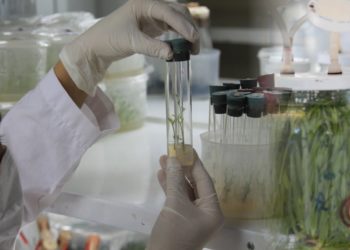 La demanda de insumos biológicos todavía es mínima: Solo 5% de los productores los utilizan