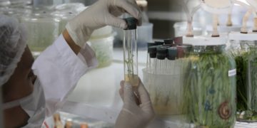 La demanda de insumos biológicos todavía es mínima: Solo 5% de los productores los utilizan