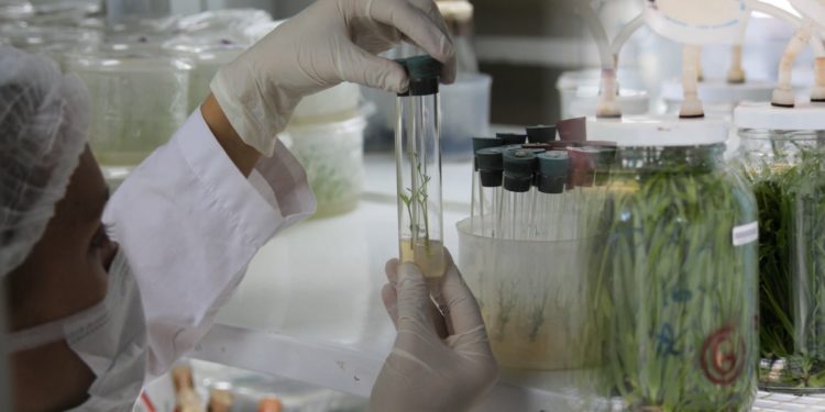 La demanda de insumos biológicos todavía es mínima: Solo 5% de los productores los utilizan