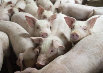 Por la baja del consumo de fiambres, los productores de porcinos salen con una oferta agresiva de jamones y paletas