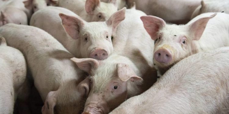 Por la baja del consumo de fiambres, los productores de porcinos salen con una oferta agresiva de jamones y paletas