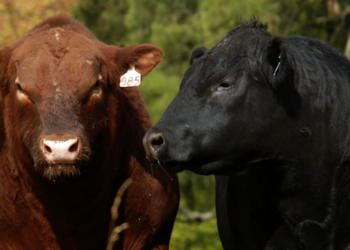 ¿Negros o colorados? Estalló una explosiva pelea interna entre los criadores de Angus