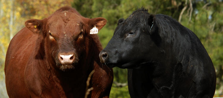 ¿Negros o colorados? Estalló una explosiva pelea interna entre los criadores de Angus
