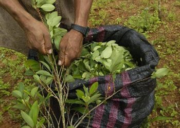 Proponen comenzar a producir coca en Salta, para aprovechar un negocio de 10 millones de dólares